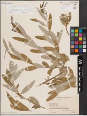 Foto von Salix excelsa S. G. Gmel.